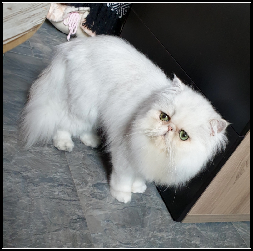 Nos Males Chatterie Du Grand Diamant